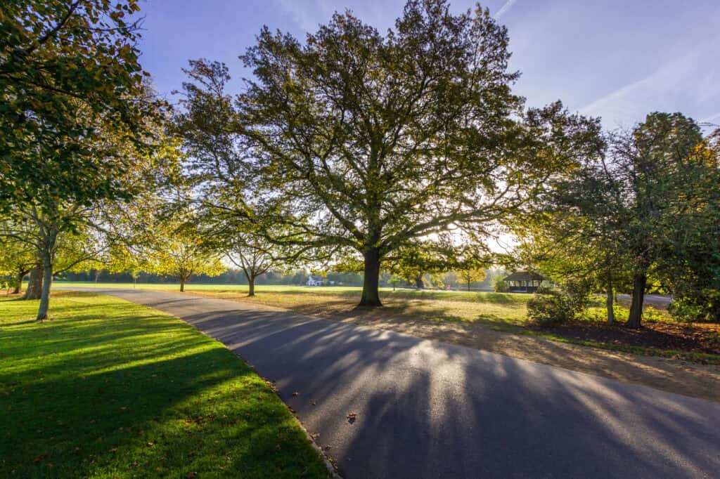 Trees in Dulwich Park