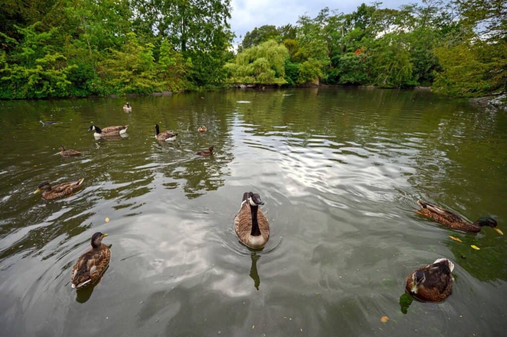 Geese swimming on a lake in Dulwich Park