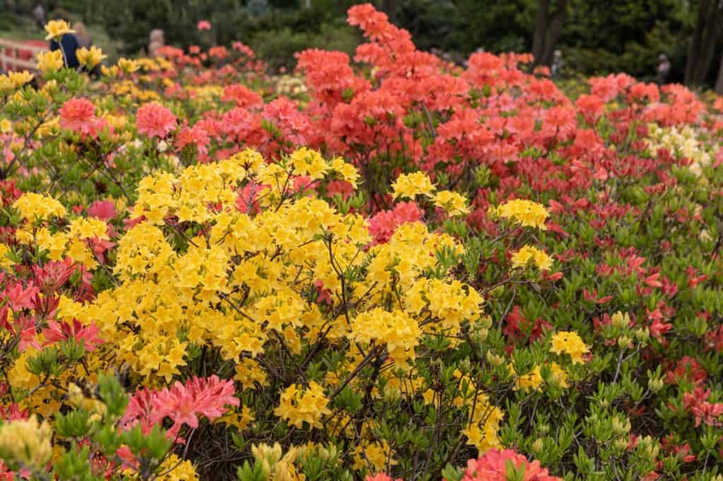 Variety of Azaleas in a park's garden